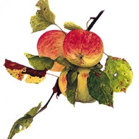 histoire-de-pomme histoire-de-pomme